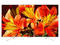 Телевизори Sony KD-55XF8577