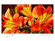 Телевизори Sony KD-55XF8577